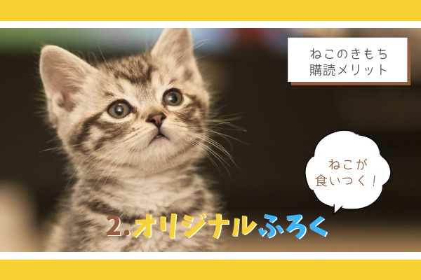 猫飼い9年目ママが思う ベネッセ ねこのきもち 購読メリット3つ もふ部