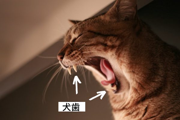 あなたは見つけられる 一生に一度の子猫乳歯をゲットせよ もふ部