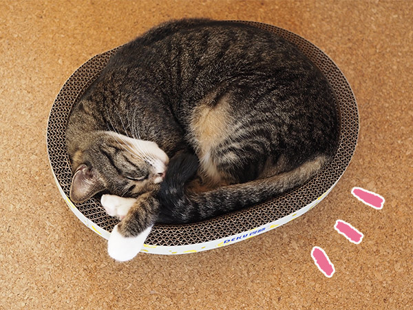 SHEIN（シーイン）レモンプリント 猫のスクラッチャーで寝ている猫