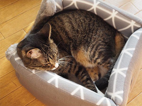 SHEIN（シーイン）で購入した冬用猫ベッドプルッシュ ペットを畳んで使っている様子