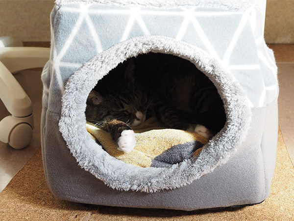 SHEIN（シーイン）で購入した冬用猫ベッドプルッシュ ペットの中で寝る猫