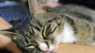 どの年齢層の猫を飼い始めるか 4か月齢の子猫から飼い始めた理由 もふ部