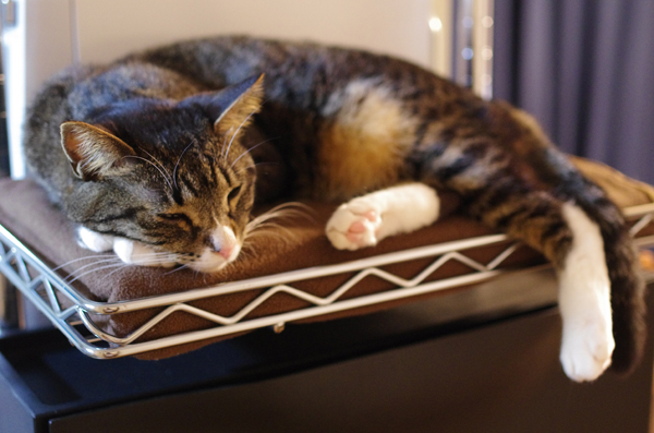 ルミナスをキャットタワーにDIYした例。外側につけたハーフシェルフで猫が寝ています。