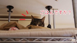猫ちゃんの冬ベッドにおすすめ 21あったかいドーム型ランキングを調べてみたよ もふ部