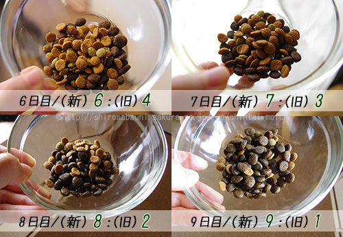 軟便・下痢にならずに成功！安全なキャットフード切り替え方法。  もふ部