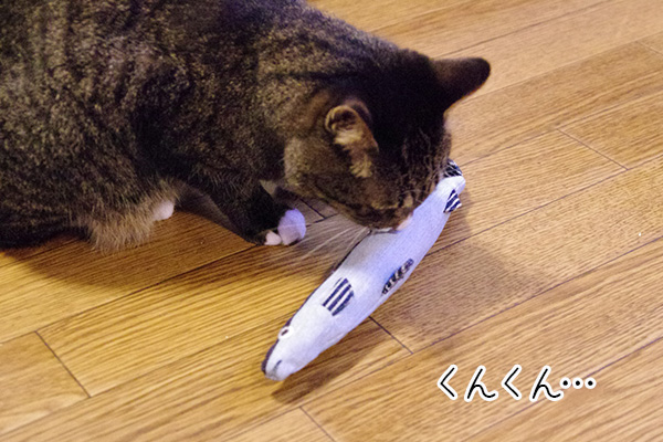 USEDo × 猫部 古着屋さんで見つけたような味わい深いデニムさかなの会の匂いをかいでいる猫。