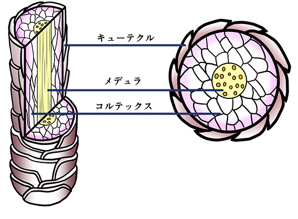 ハニーチェ クリーミーハニーは泡立ちと仕上がりが心地よい ツヤと香りを褒められた もふ部