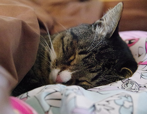 フェリシモ猫布団・本気で寝かせたいなら試してほしい3つの方法。