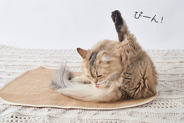 雑誌ねこのきもち2022年3月号付録麻のくつろぎマットで毛づくろいしている猫。