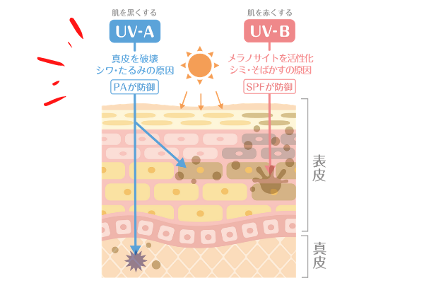 紫外線のUV-AとUV-Bが肌に与える影響