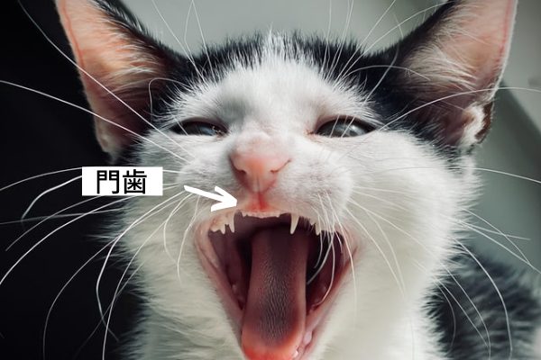 猫の門歯は口中央に生えており、上下6本ずつあります。人の前歯にあたる小さい歯です。